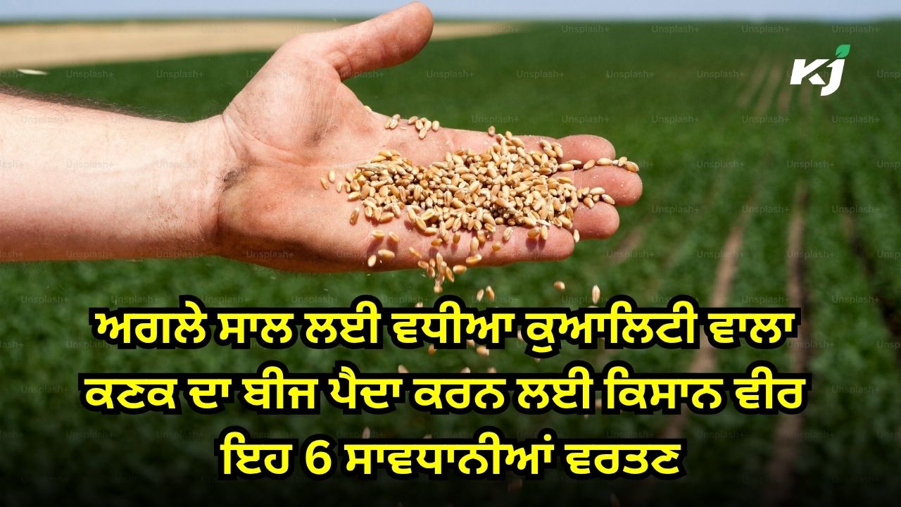 ਘਰੇਲੂ ਪੱਧਰ ਤੇ ਕਣਕ ਦੇ ਬੀਜ ਦਾ ਸਫ਼ਲ ਉਤਪਾਦਨ