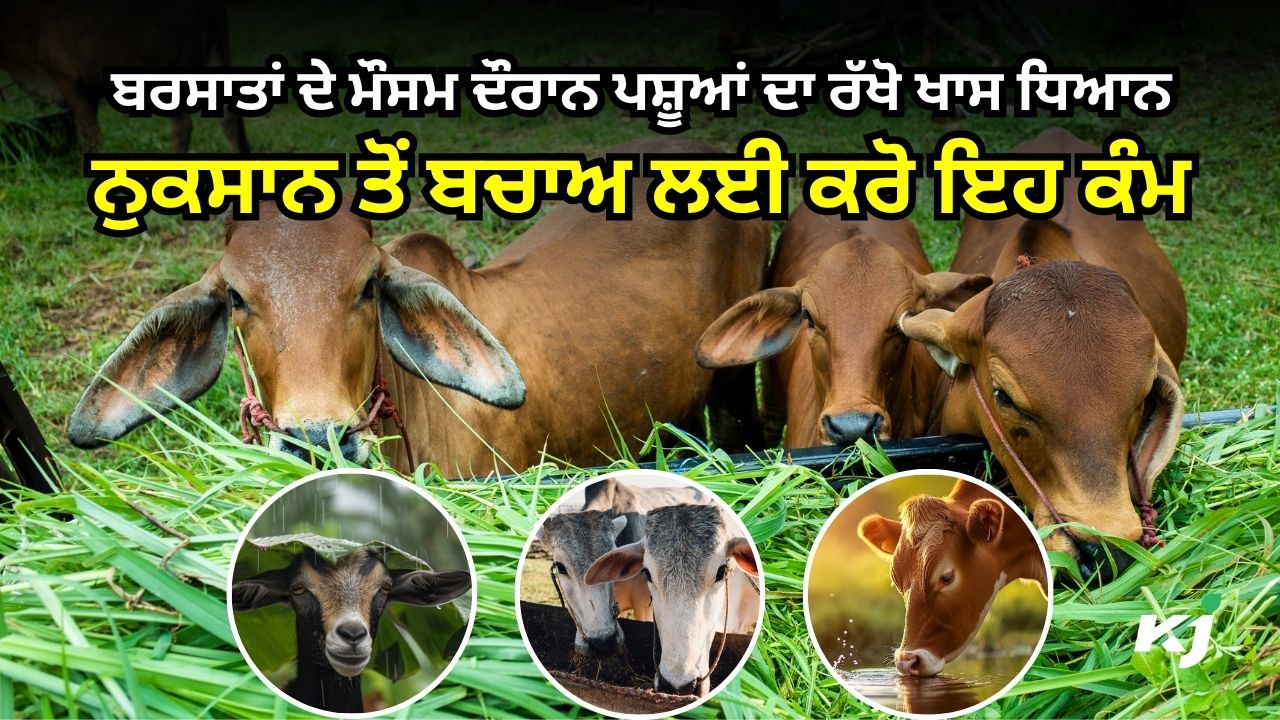 ਬਰਸਾਤਾਂ ਦੇ ਮੌਸਮ ਵਿੱਚ ਪਸ਼ੂਆਂ ਦਾ ਖਾਸ ਖਿਆਲ ਰੱਖਣ ਦੀ ਲੋੜ ਬਰਸਾਤਾਂ ਦੇ ਮੌਸਮ ਵਿੱਚ ਪਸ਼ੂਆਂ ਦਾ ਖਾਸ ਖਿਆਲ ਰੱਖਣ ਦੀ ਲੋੜ