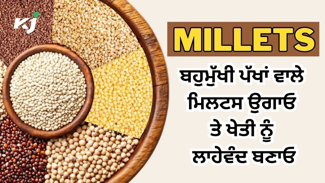 ਅਨਾਜ ਅਤੇ ਚਾਰੇ ਲਈ ਵਧੀਆ ਬਾਜਰੇ ਦੀ ਕਾਸ਼ਤ ਅਨਾਜ ਅਤੇ ਚਾਰੇ ਲਈ ਵਧੀਆ ਬਾਜਰੇ ਦੀ ਕਾਸ਼ਤ