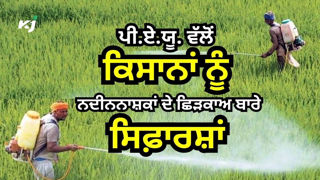 ਪੀ.ਏ.ਯੂ. ਵੱਲੋਂ ਕਿਸਾਨਾਂ ਨੂੰ ਨਦੀਨਨਾਸ਼ਕਾਂ ਦੇ ਛਿੜਕਾਅ ਬਾਰੇ ਸਿਫ਼ਾਰਸ਼ਾਂ ਪੀ.ਏ.ਯੂ. ਵੱਲੋਂ ਕਿਸਾਨਾਂ ਨੂੰ ਨਦੀਨਨਾਸ਼ਕਾਂ ਦੇ ਛਿੜਕਾਅ ਬਾਰੇ ਸਿਫ਼ਾਰਸ਼ਾਂ