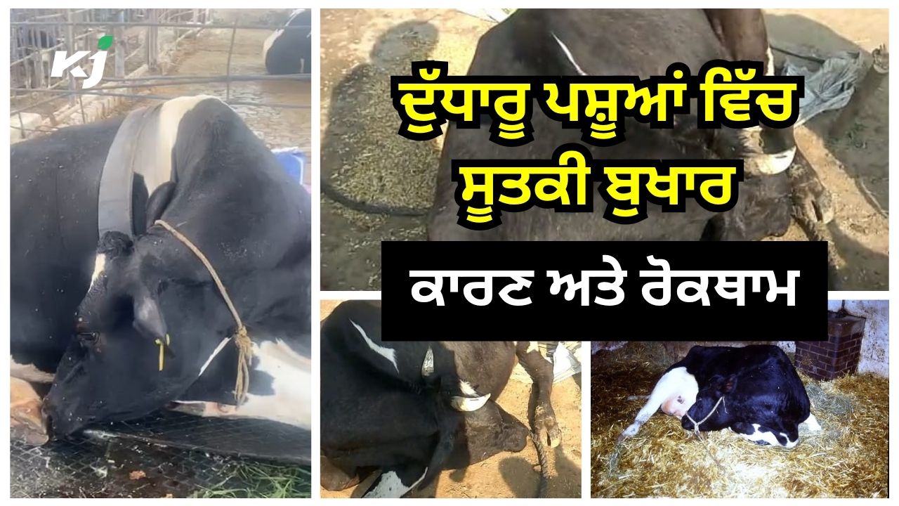 ਸੂਤਕੀ ਬੁਖਾਰ ਦੇ ਮੁੱਖ ਕਾਰਨ, ਲੱਛਣ, ਇਲਾਜ ਅਤੇ ਰੋਕਥਾਮ ਸੂਤਕੀ ਬੁਖਾਰ ਦੇ ਮੁੱਖ ਕਾਰਨ, ਲੱਛਣ, ਇਲਾਜ ਅਤੇ ਰੋਕਥਾਮ