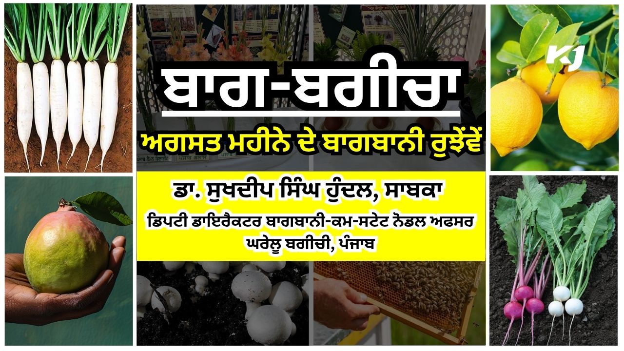 ਕਿਸਾਨ ਵੀਰੋਂ ਅਗਸਤ ਮਹੀਨੇ ਵਿੱਚ ਇਸ ਤਰ੍ਹਾਂ ਕਰੋ ਆਪਣੀਆਂ ਫਸਲਾਂ ਦੀ ਦੇਖਭਾਲ ਕਿਸਾਨ ਵੀਰੋਂ ਅਗਸਤ ਮਹੀਨੇ ਵਿੱਚ ਇਸ ਤਰ੍ਹਾਂ ਕਰੋ ਆਪਣੀਆਂ ਫਸਲਾਂ ਦੀ ਦੇਖਭਾਲ