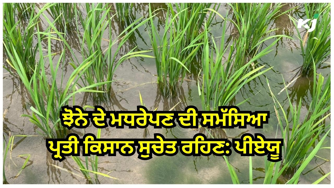 ਝੋਨੇ ਦੇ ਮਧਰੇਪਣ ਦੀ ਸਮੱਸਿਆ ਪ੍ਰਤੀ ਕਿਸਾਨ ਵੀਰਾਂ ਨੂੰ ਸਲਾਹ ਝੋਨੇ ਦੇ ਮਧਰੇਪਣ ਦੀ ਸਮੱਸਿਆ ਪ੍ਰਤੀ ਕਿਸਾਨ ਵੀਰਾਂ ਨੂੰ ਸਲਾਹ