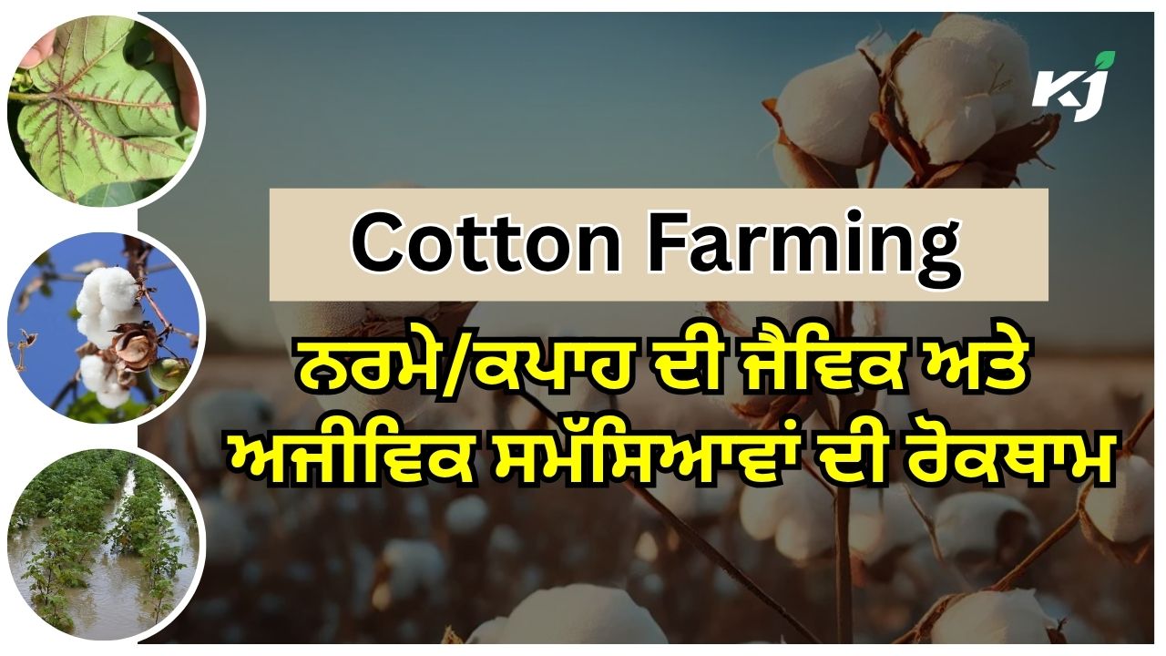 ਕਪਾਹ ਦੀ ਫਸਲ ਵਿੱਚ ਆਉਣ ਵਾਲੀਆਂ ਸਮੱਸਿਆਵਾਂ ਕਪਾਹ ਦੀ ਫਸਲ ਵਿੱਚ ਆਉਣ ਵਾਲੀਆਂ ਸਮੱਸਿਆਵਾਂ