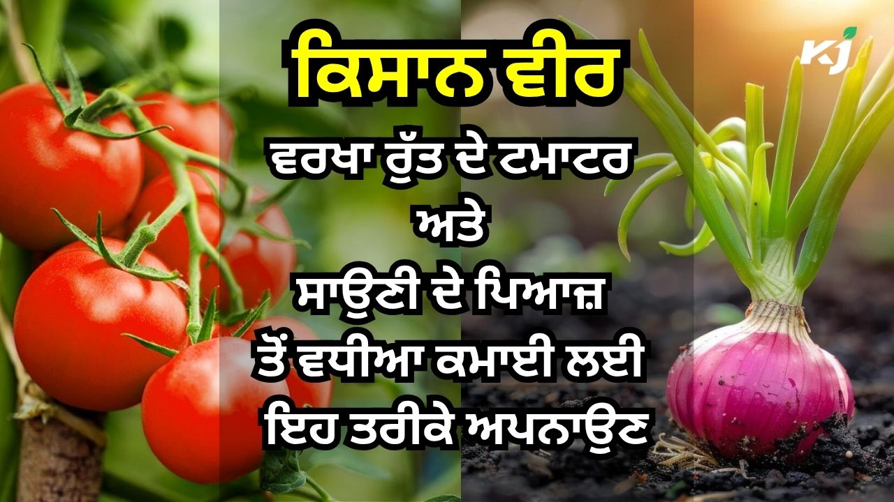 ਹੁਣ ਟਮਾਟਰ ਅਤੇ ਪਿਆਜ਼ ਤੋਂ ਹੋਵੇਗੀ ਕਿਸਾਨਾਂ ਨੂੰ ਵਧੀਆ ਕਮਾਈ ਹੁਣ ਟਮਾਟਰ ਅਤੇ ਪਿਆਜ਼ ਤੋਂ ਹੋਵੇਗੀ ਕਿਸਾਨਾਂ ਨੂੰ ਵਧੀਆ ਕਮਾਈ