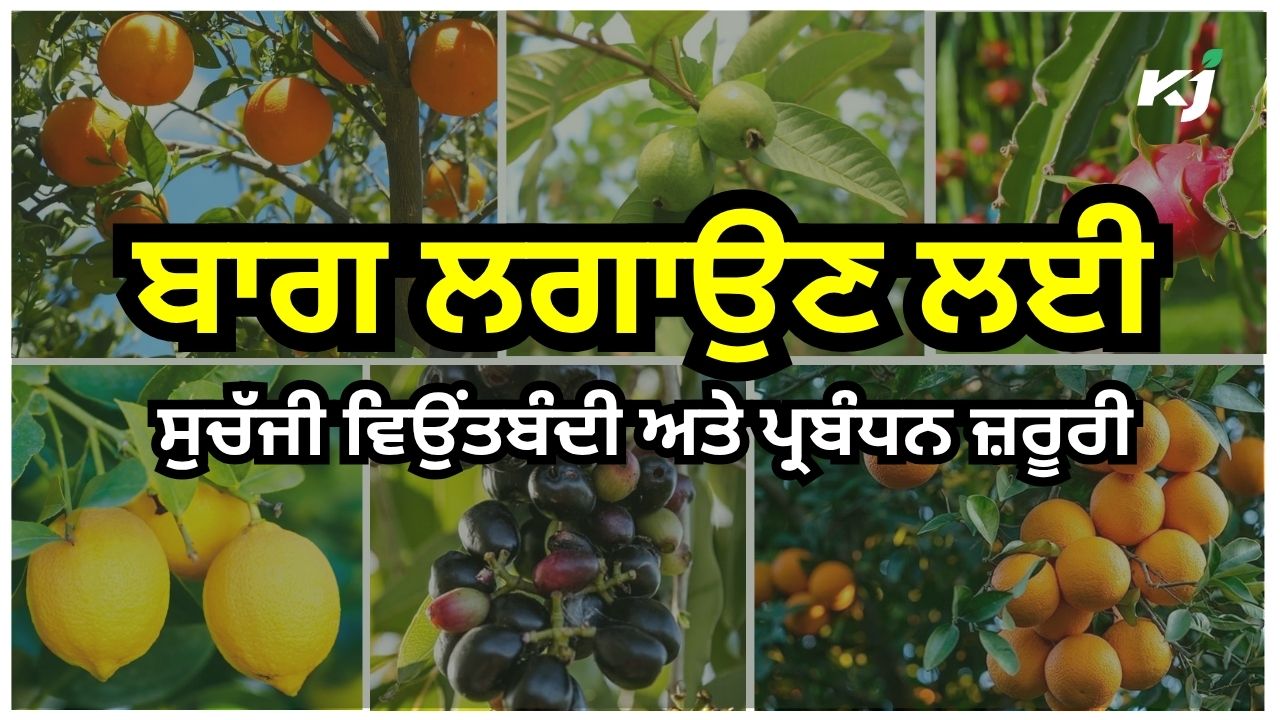 ਫ਼ਲਦਾਰ ਬੂਟਿਆਂ ਦੀਆਂ ਉੱਨਤ ਕਿਸਮਾਂ ਫ਼ਲਦਾਰ ਬੂਟਿਆਂ ਦੀਆਂ ਉੱਨਤ ਕਿਸਮਾਂ