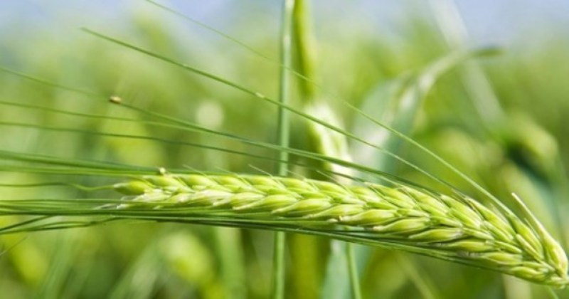 Wheat For Grain