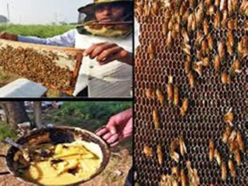 Subsidy on bee keeping