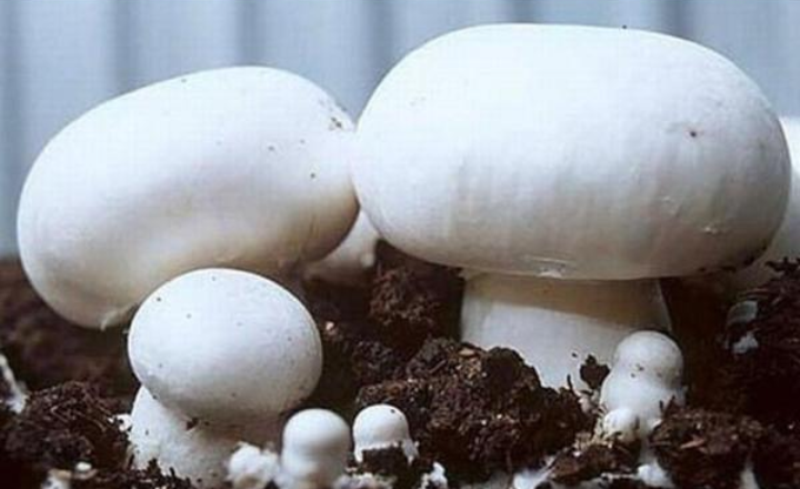 Cultivation of mushrooms