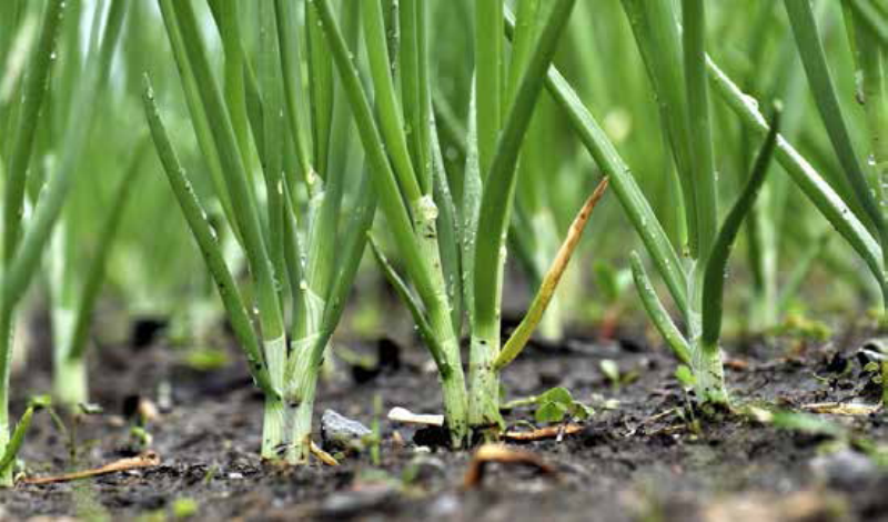 Successful cultivation of onions