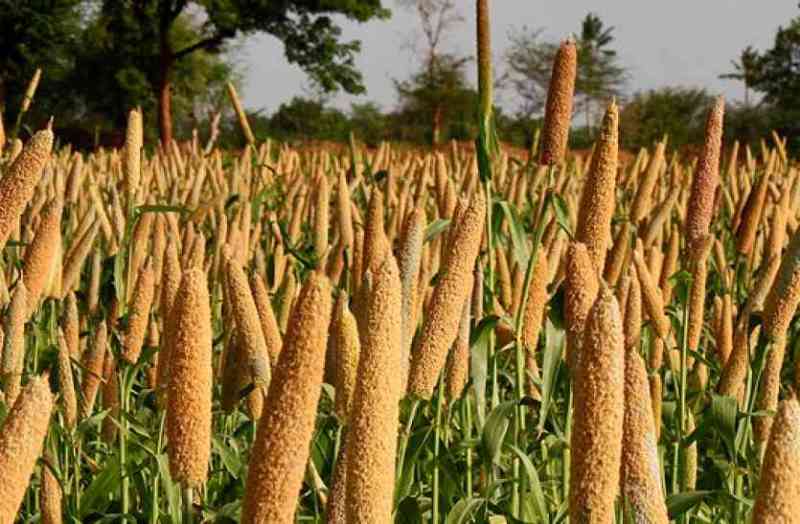 Millet