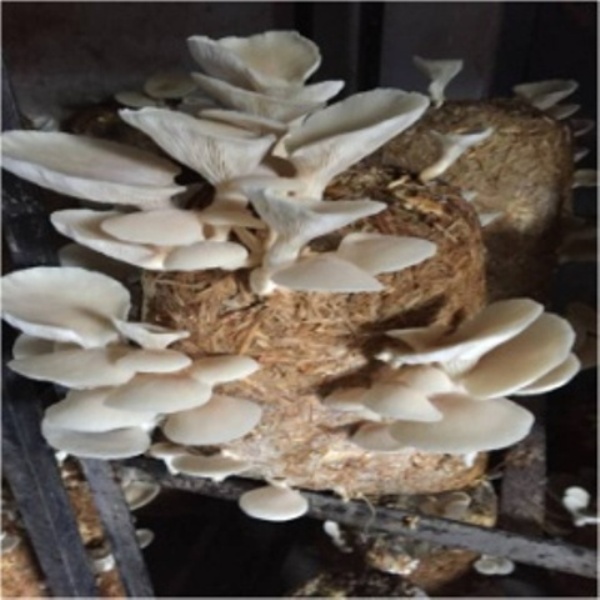 Nutrients of mushrooms