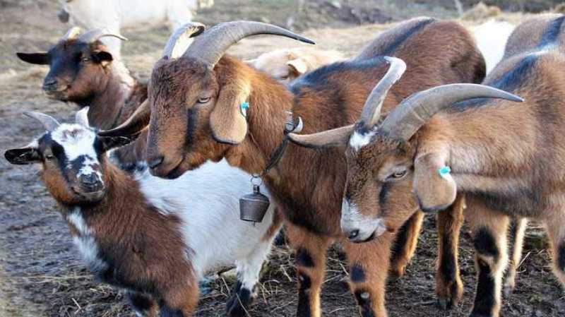 ​​​​​​​Goat Farming
