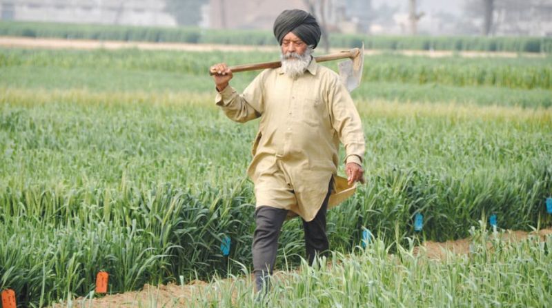 Punjab farmer