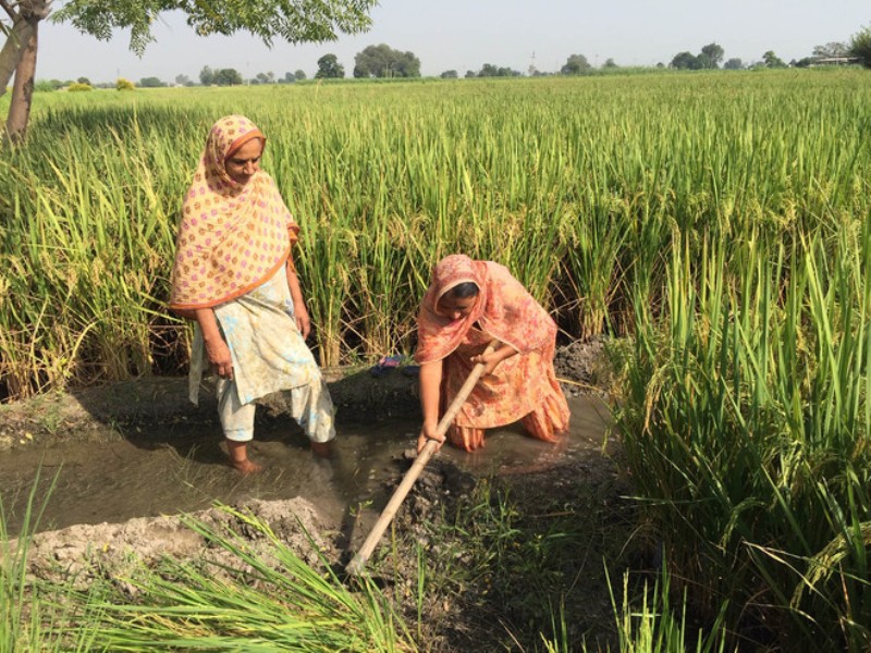 Punjab women farmer