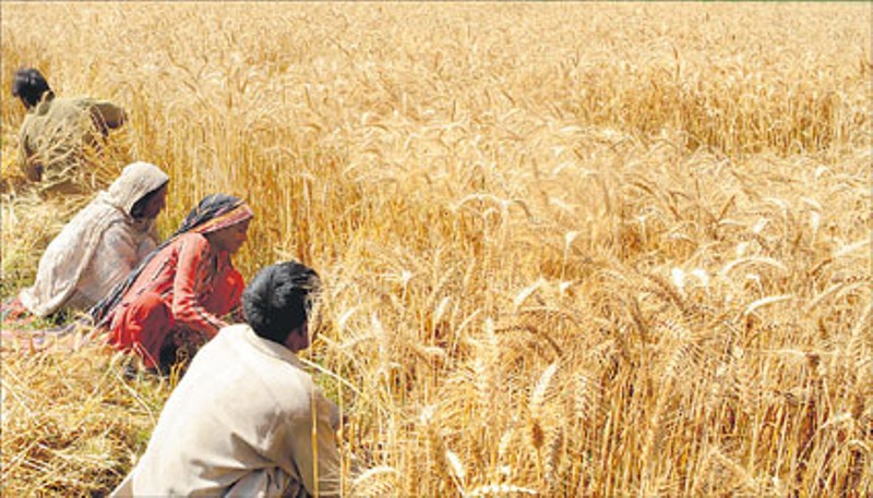 Wheat harvest begins in Punjab
