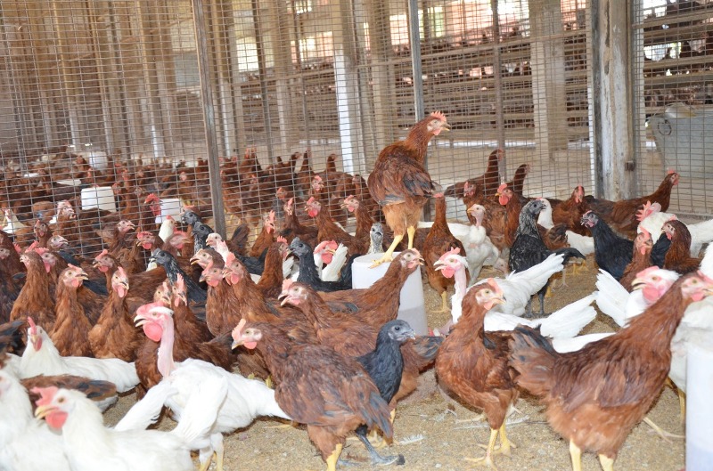 poultry Farming