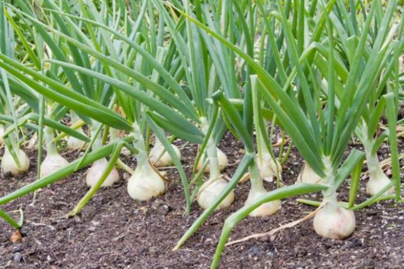 Garlic Crops