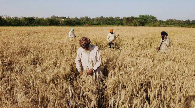 Punjab Farmer