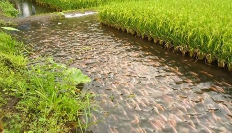 Fish-Rice Farming: