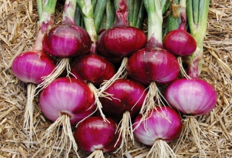Kharif onion cultivation