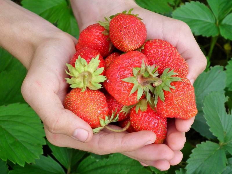 Cultivation of strawberries