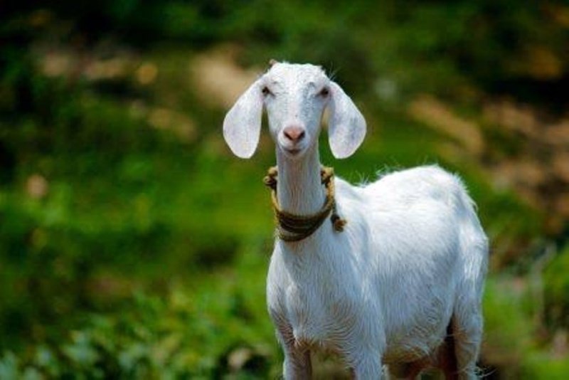 Goat Rearing