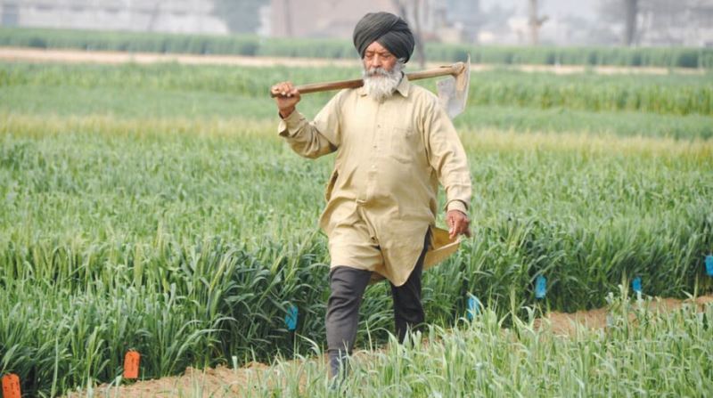 Punjab Farmers