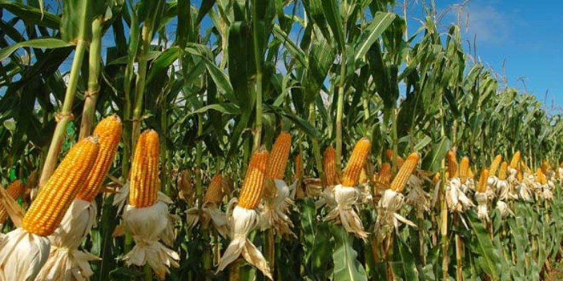 maize cultivation