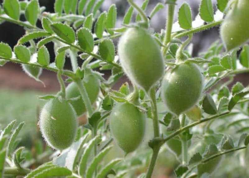 chickpea cultivation