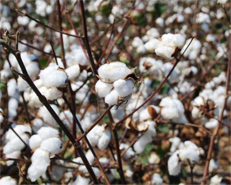 cotton crop.