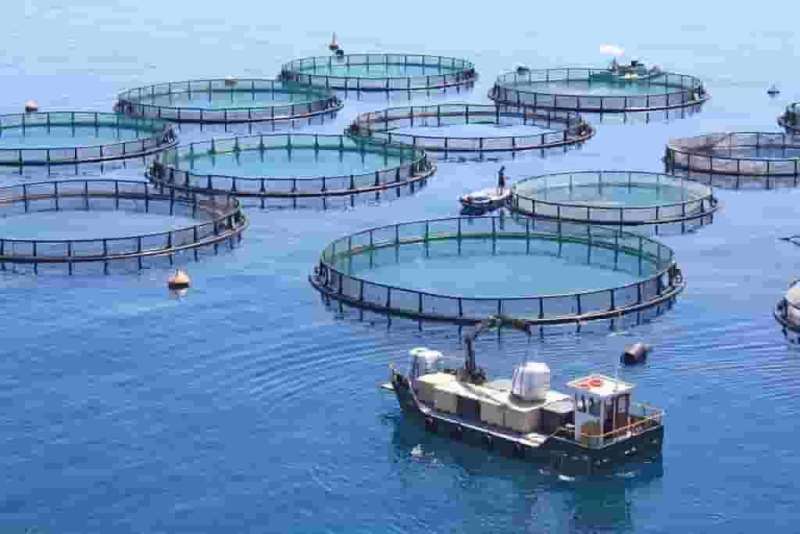 Cage Fish Farming