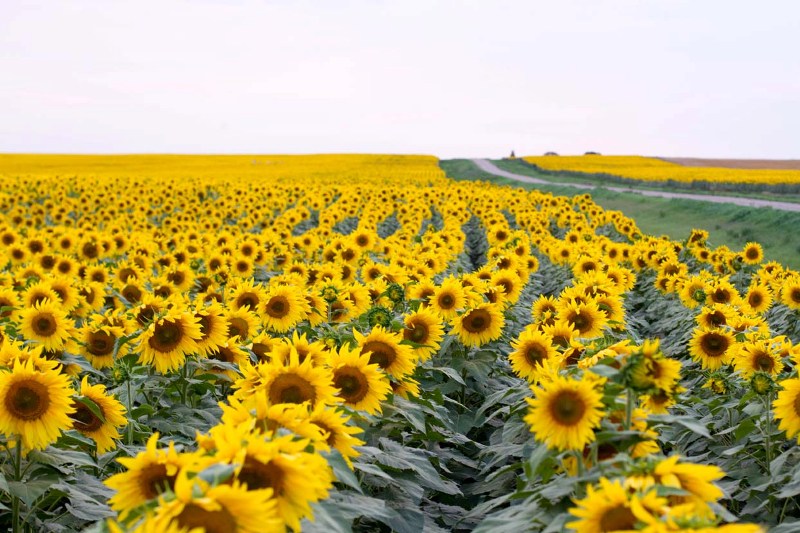 sunflower cultivation
