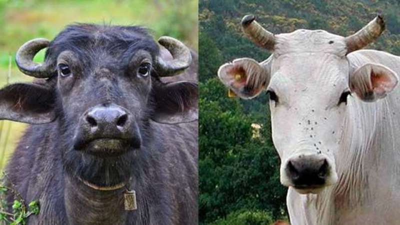 Buffalo And Cow