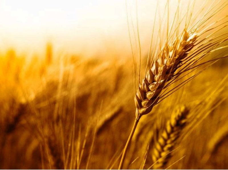 Wheat Crop
