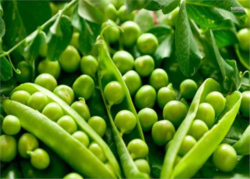 cultivation of green peas