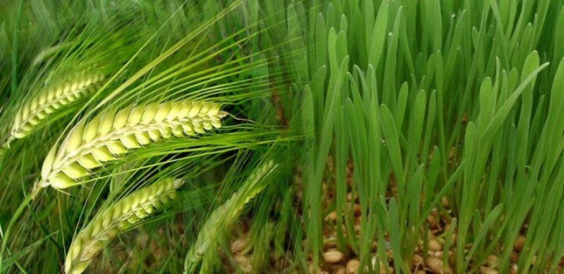 Punjab 3 varieties of wheat