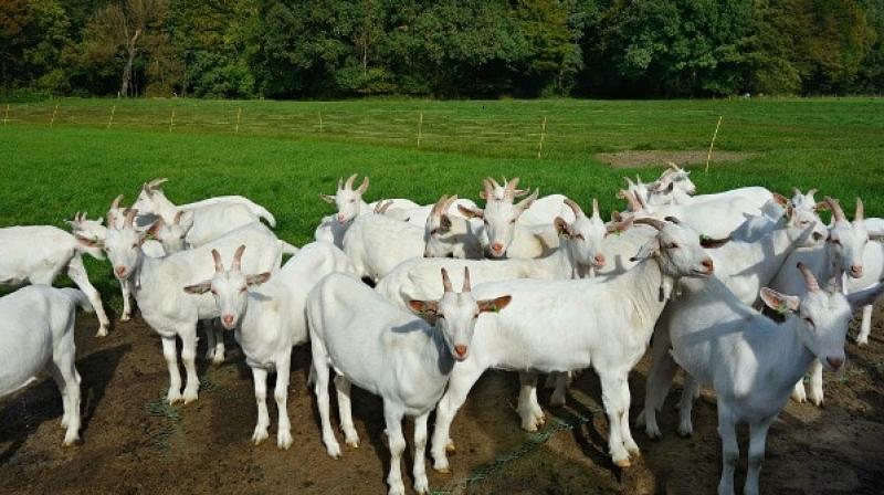 Goat rearing