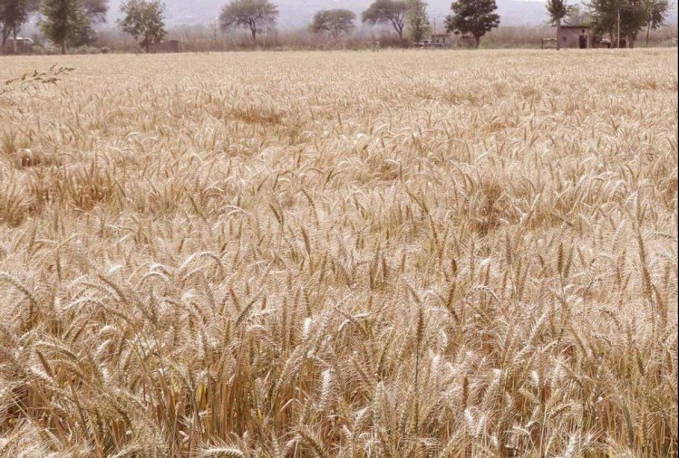 Wheat Seed Subsidy Policy