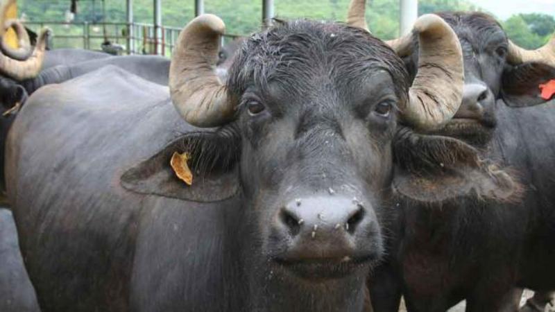 cow-buffalo