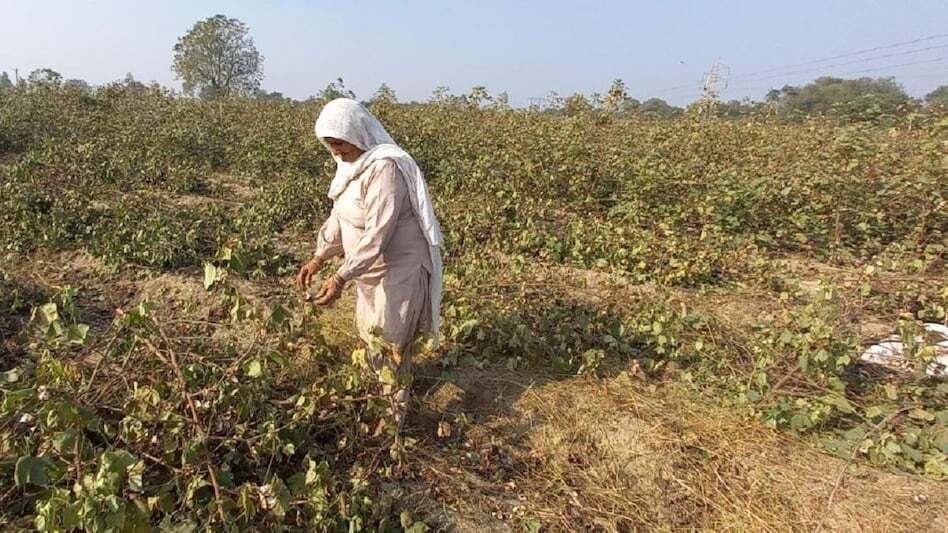 Punjab Cotton Farming