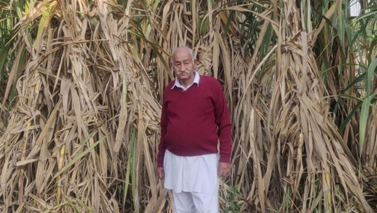 Punjab Sugarcane farming