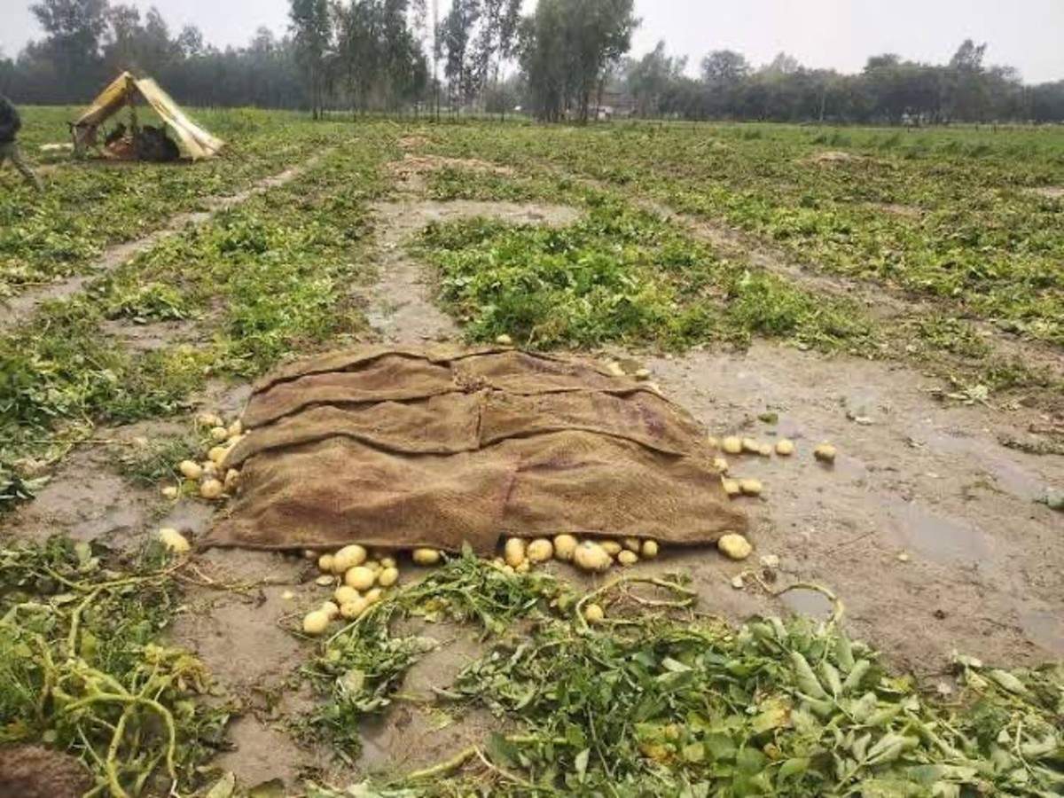 Destroyed Potato Crops