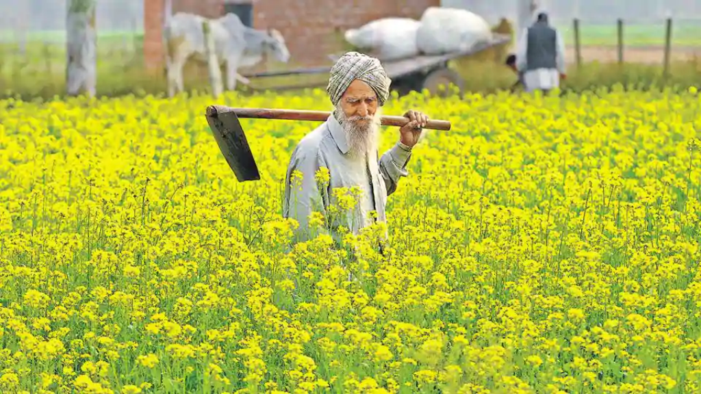 Mustard And Other Vegetable Crops
