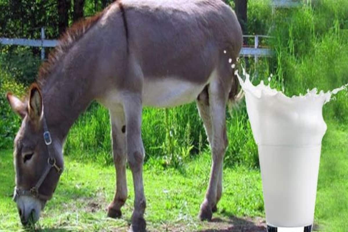 Donkey's Milk