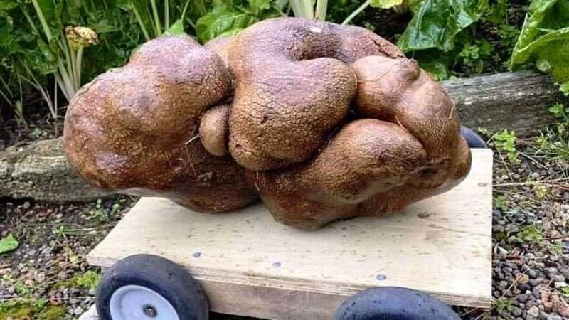 World's Largest Potato