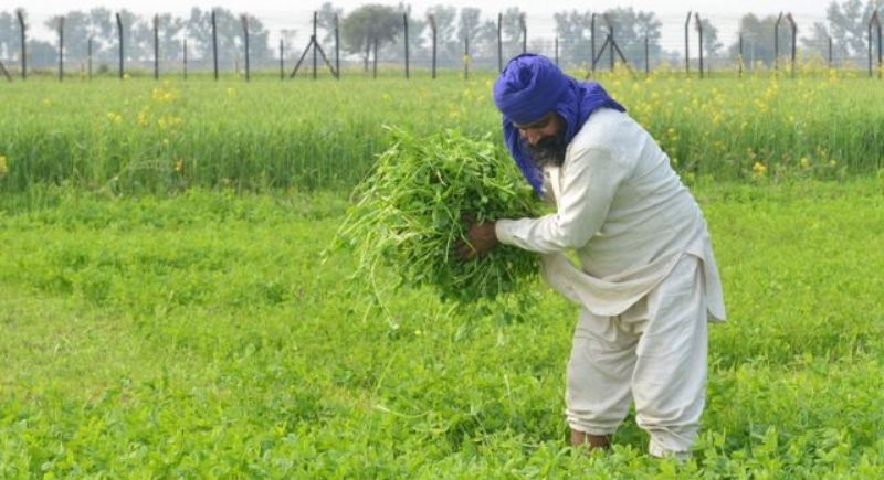 Farming In Punjab