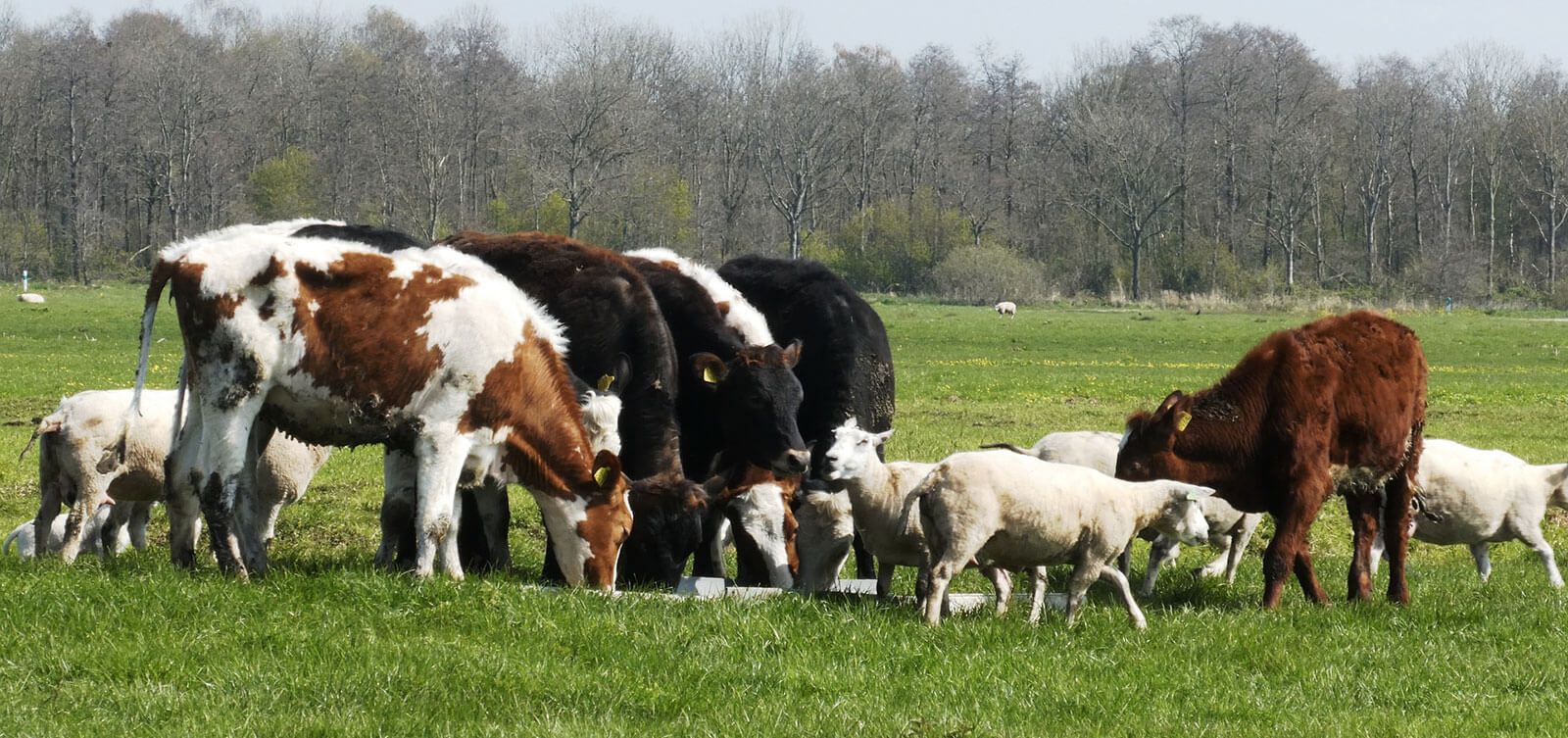 Livestock Farmers
