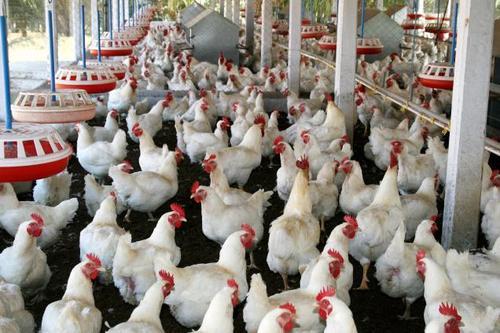 Poultry Farming Training