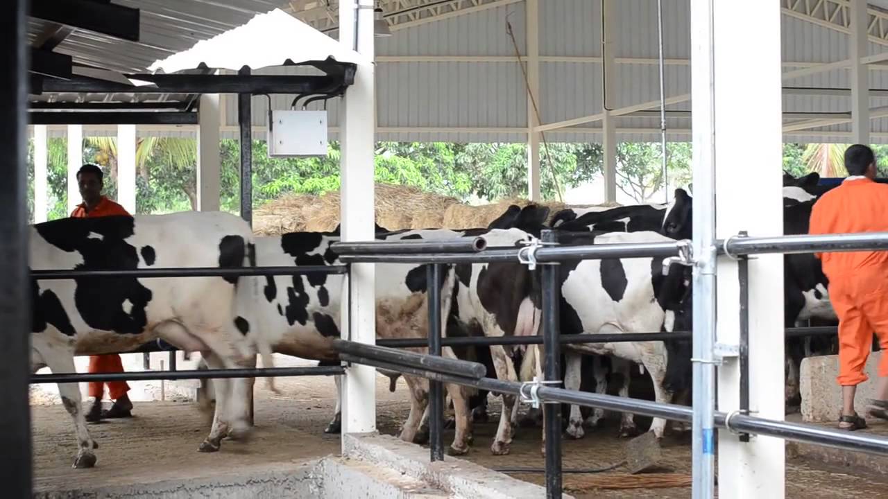 Dairy Farming Of Cows and Buffaloes